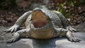 Siamese Crocodile, Crocodylus siamensis, Thailand Royalty Free Stock Photo