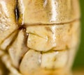 The mouth of a grasshopper on his head in nature