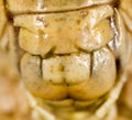 The mouth of a grasshopper on his head in nature