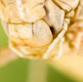 The mouth of a grasshopper on his head in nature