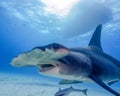 The Mouth of a Great Hammerhead Shark in the Bahamas Royalty Free Stock Photo