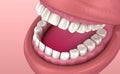 Mouth gum and teeth. Medically accurate tooth