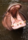 Mouth of a hippo