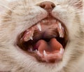 Mouth kitten