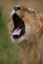 Mouth of Lion Royalty Free Stock Photo