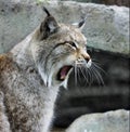 Mouth of a lynx