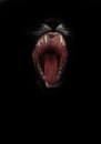 Mouth of a night demon, catÃ¢â¬â¢s jaws of a lynx isolated on a black background. swallow throat ready to devour prey, a symbol of