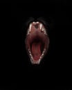 Mouth of a night demon, catÃ¢â¬â¢s jaws of a lynx isolated on a black background. swallow throat ready to devour prey, a symbol of