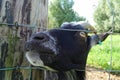 Mouth and nose of Toggenburg goat