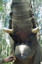 Mouth Open Of An Elephant