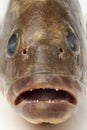 Mouth and teeth of a dusky grouper Royalty Free Stock Photo