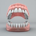 Mouth, teeth and gums Royalty Free Stock Photo