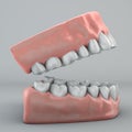 Mouth, teeth and gums Royalty Free Stock Photo