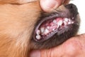 Mouth ulcer on dog