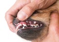 Mouth ulcer on dog