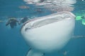 Mouth of a whale shark Royalty Free Stock Photo