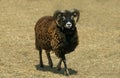 MOUTON DE SOAY Royalty Free Stock Photo