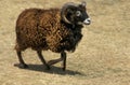 MOUTON DE SOAY Royalty Free Stock Photo