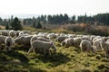 Moutons Vosges