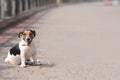 movable puppy, white with brown and black spots