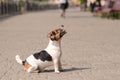 movable puppy, white with brown and black spots