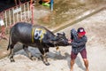 Move the buffalo to starting stalls Royalty Free Stock Photo