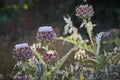 Move cardoon or artichoke flowers in summer