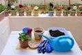 Move seedlings petunias in a big flower pot