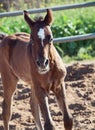 Moveing arabian little foal. Israel