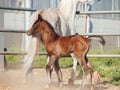 Moveing arabian little foal with mom. Israel Royalty Free Stock Photo