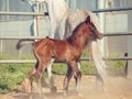 Moveing arabian little foal with mom. Israel