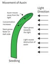 Movement of Auxins in a Seedling