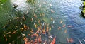 Movement group of colorful koi fish in clear water.