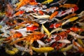 movement group of colorful young koi fish in clear water aquarium