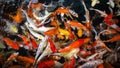movement group of colorful young koi fish in clear water aquarium