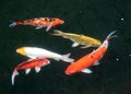 Movement of many colorful Carp fish in the water