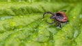 Close-up of castor bean tick on wet green leaf with water drops. Ixodes ricinus