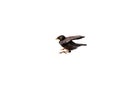 Closeup Common Myna Bird Jumping in The Air Isolated on White Background