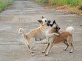 Movement Scene of Two Dogs Play Fighting Royalty Free Stock Photo