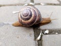Movement snail. Animal.