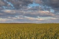 The movement of the thunderclouds over the fields of winter wheat in early spring in the vast steppes of the Don. Royalty Free Stock Photo