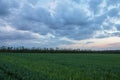 The movement of the thunderclouds over the fields of winter wheat in early spring in the vast steppes of the Don. Royalty Free Stock Photo