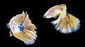 movement two white, yellow, blue halfmoon betta splendens fighting fish on isolated black background with clipping part. The Royalty Free Stock Photo