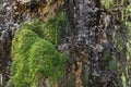 Movement water of waterfall on the rock with green moss and lichen