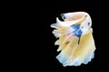 movement white, yellow, blue halfmoon betta splendens fighting fish on isolated black background with clipping part. The Royalty Free Stock Photo