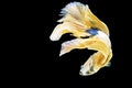 The movement white, yellow, blue halfmoon betta splendens fighting fish on isolated black background with clipping part. The Royalty Free Stock Photo
