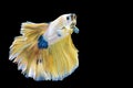 The movement white, yellow, blue halfmoon betta splendens fighting fish on isolated black background with clipping part. The Royalty Free Stock Photo