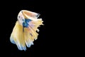 The movement white, yellow, blue halfmoon betta splendens fighting fish on isolated black background with clipping part. The Royalty Free Stock Photo