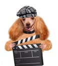 Movie clapper board director dog. Royalty Free Stock Photo