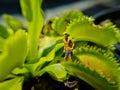 Movie concept or idea. Lost in Venus Flytrap jungle. I used small figure on real plant.